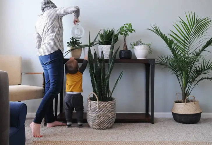 How to keep indoor houseplants alive for beginners
