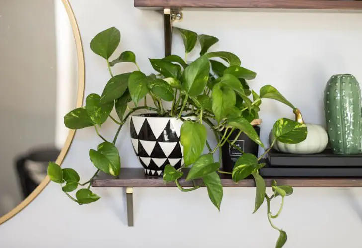 Common House Plants for Beginners: 8 Plants You’ll Love