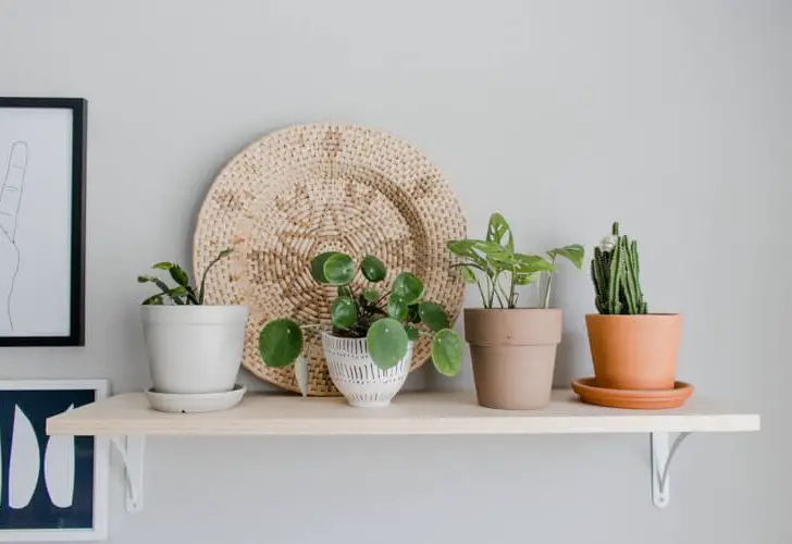 5 Reasons You Can’t Keep Houseplants Alive