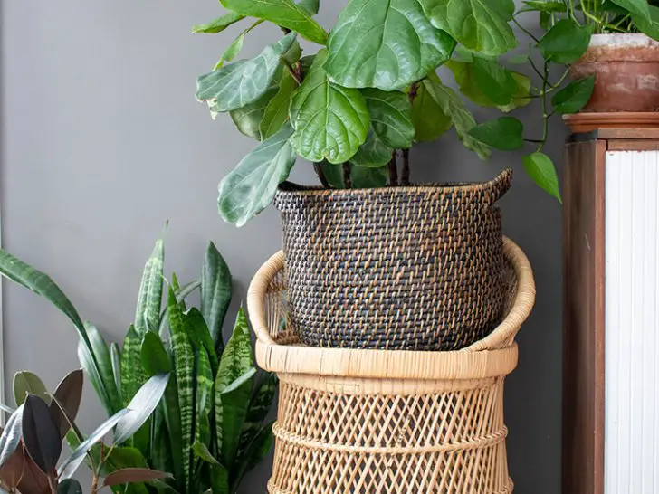 Why You Should Have a Plant in Every Room