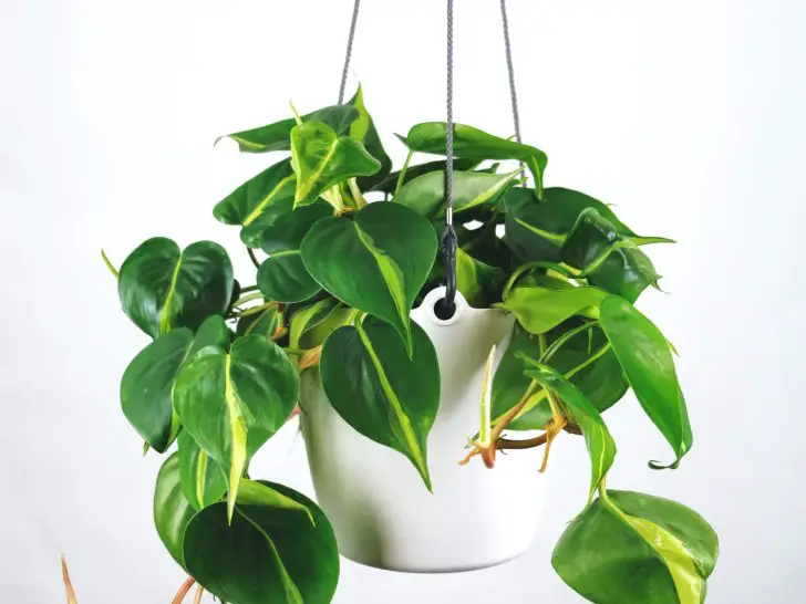 10 Hanging Plants To Add Style and Texture to Your Home